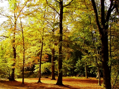 Sonne im Herbstwald