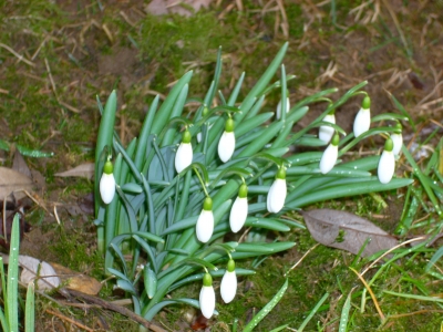 Schneeglöckchen