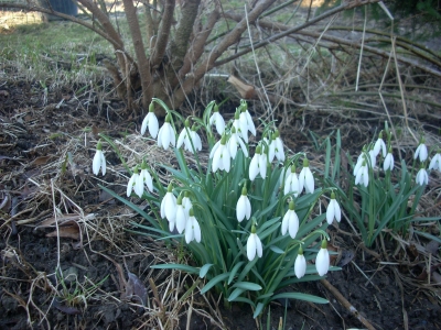 Schneeglöckchen