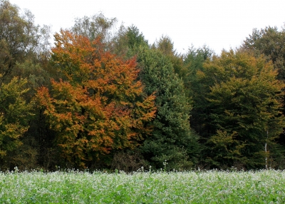 Feld mit Ölsenf vor Herbstwald