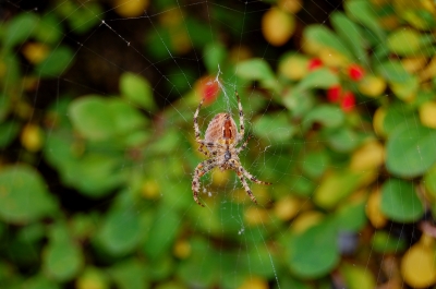 Spinne im Herbst