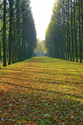 Allee im Herbst