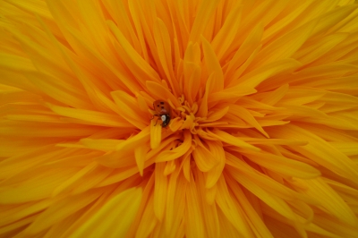 Blume mit Marienkäfer