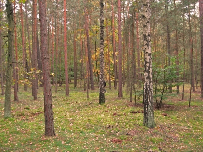 Mischwald im Herbst