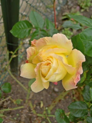 Edle Rose