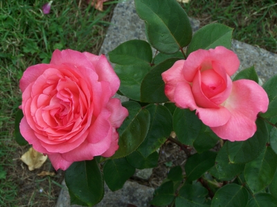 2 rote Rosen