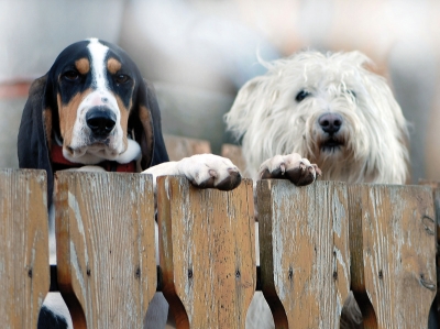 Hunde am Tor