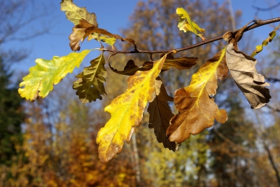 Herbstfarben im November 4 - Eichenlaub