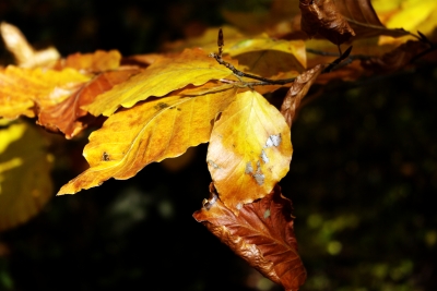 Herbstfarben im November 5 - Buchenlaub