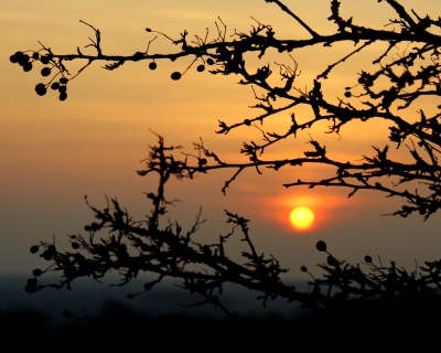 Sonne vor Dornbusch