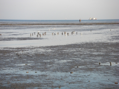 Wasser weg...Enten und Möwen da !