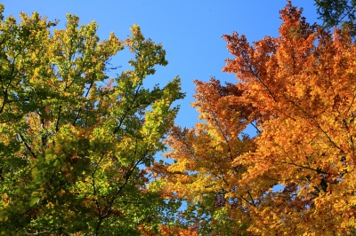 Herbst-Farbverlauf gegen Himmel