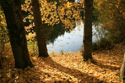 Pappeln mit Herbstlaub am See