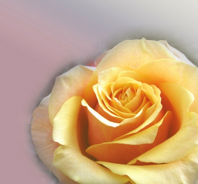 Gelbe Rose im besten Licht