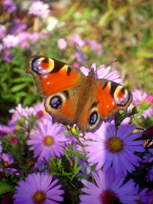 Schmetterlingspose
