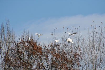 Fischreiher