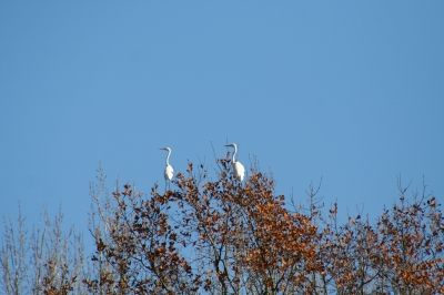 Fischreiher