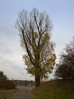 Baum am Mainufer