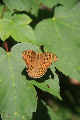 Schmetterling