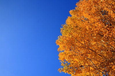 Herbst-Pappel kontra Himmels-Blau