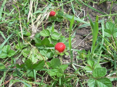 wilde Erdbeeren