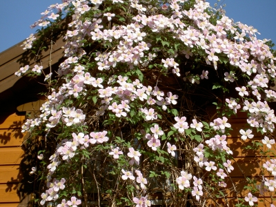 Clematis 1