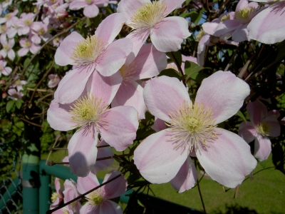 Clematis 2