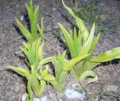 Lilientriebe im letzten Schnee