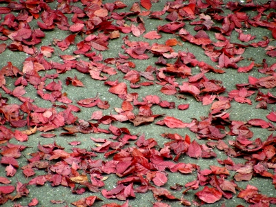rot gefallene Blätter