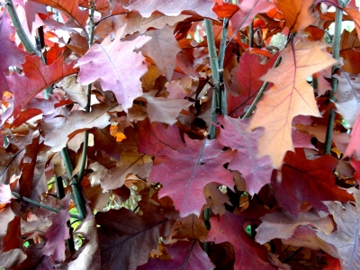 rote Herbstblätter in Heßdorf