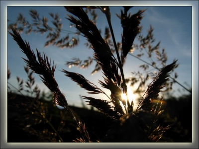 Gräser im Sonnenschein