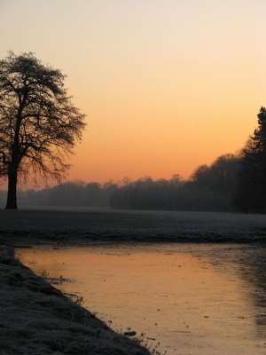 Baum am See