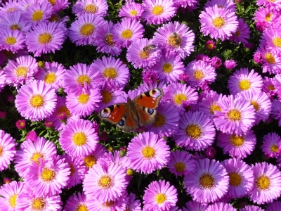 Schmetterling im Herbst !