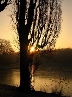 Baum in der Morgensonne