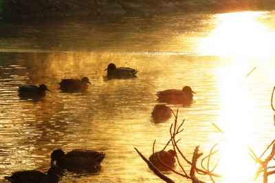 Enten in der Morgensonne