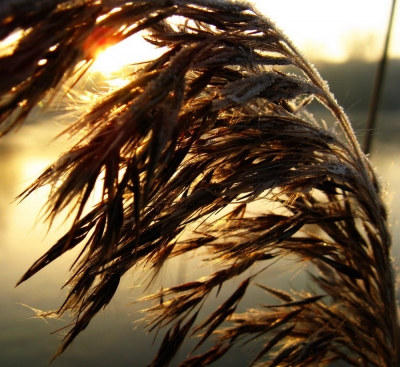 Gras in der Morgensonne