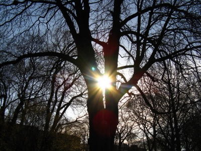 Sonne durch einen Baum