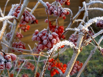 Frostbeeren