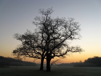 Zwei Bäume am Morgen