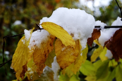 Buchenlaub mit Schnee