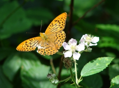 Schmetterling 1