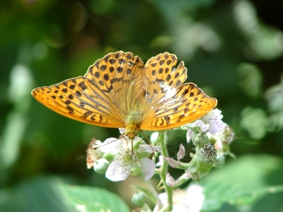 Schmetterling 2