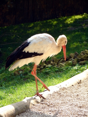 Storch #4