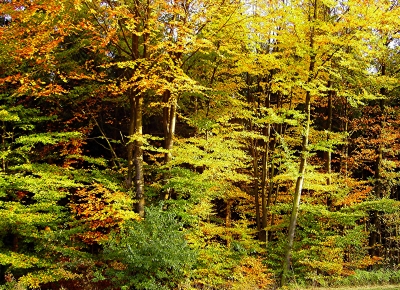 Herbstlicher Waldrand