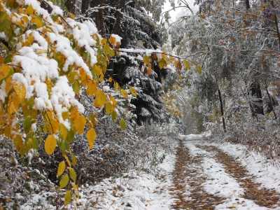 Erster Schnee im leuchtenden Laub