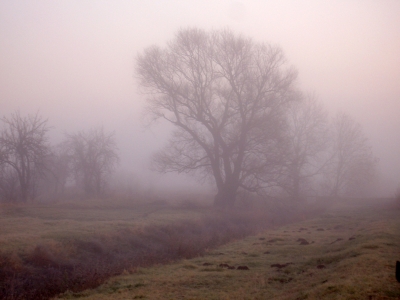 Bäume im Nebel