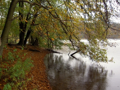 Herbst am Nebelsee 3