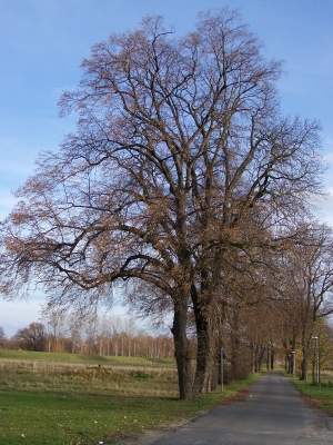 Es steht ein Lindenbaum ...