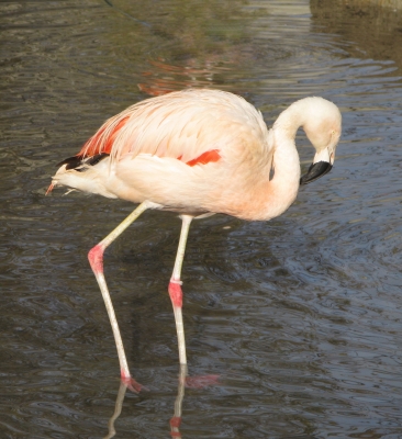 Chile Flamingo