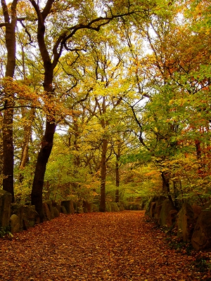 Fortgeschrittener Herbst